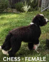 Chess, a female Sheepadoodle for sale in Tehachapi, CA – 2 of 4