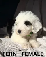 Fern, a female Sheepadoodle for sale in Tehachapi, CA – 2 of 4