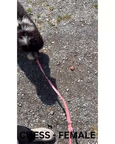 Chess, a female Sheepadoodle for sale in Tehachapi, CA – 4 of 4