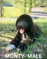Monty, a male Sheepadoodle for sale in Tehachapi, CA – 6 of 10