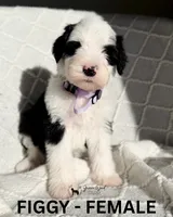 Figgy, a female Sheepadoodle for sale in Tehachapi, CA – 3 of 5