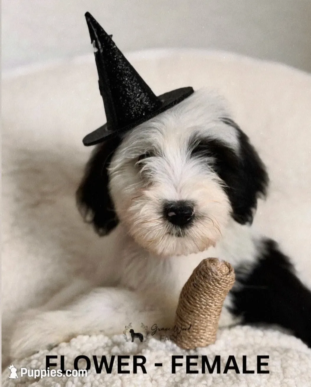 Flower, a female Sheepadoodle for sale in Tehachapi, CA – 1 of 4