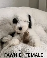 Fawnie, a female Sheepadoodle for sale in Tehachapi, CA – 2 of 4