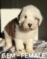 Gem, a female Sheepadoodle for sale in Tehachapi, CA – 4 of 7