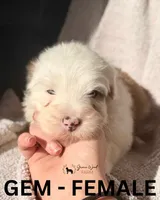 Gem, a female Sheepadoodle for sale in Tehachapi, CA – 2 of 7