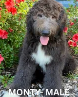 Monty, a male Sheepadoodle for sale in Tehachapi, CA – 3 of 10