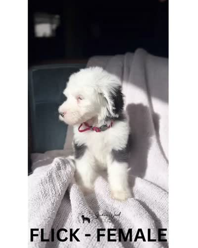 Flick, a female Sheepadoodle for sale in Tehachapi, CA – 3 of 3