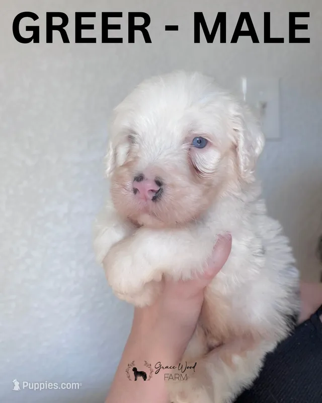 Greer, a male Sheepadoodle for sale in Tehachapi, CA – 1 of 7
