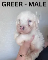 Greer, a male Sheepadoodle for sale in Tehachapi, CA – 1 of 7