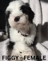 Figgy, a female Sheepadoodle for sale in Tehachapi, CA – 4 of 5