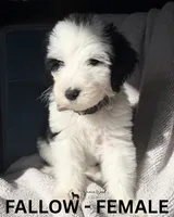Fallow, a female Sheepadoodle for sale in Tehachapi, CA – 2 of 4