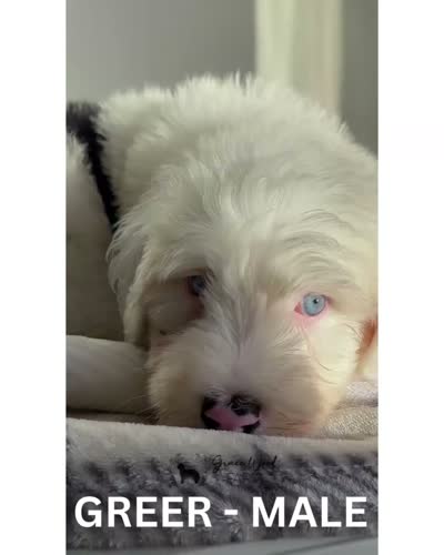 Greer, a male Sheepadoodle for sale in Tehachapi, CA – 7 of 7