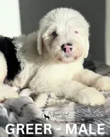 Greer, a male Sheepadoodle for sale in Tehachapi, CA – 3 of 7