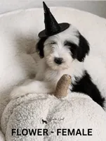 Flower, a female Sheepadoodle for sale in Tehachapi, CA – 3 of 4