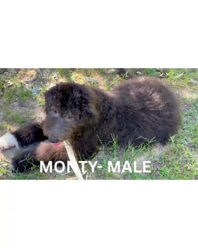 Monty, a male Sheepadoodle for sale in Tehachapi, CA – 8 of 10