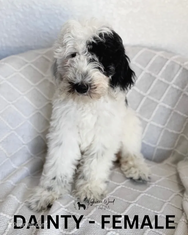 Dainty, a female Sheepadoodle for sale in Tehachapi, CA – 1 of 4