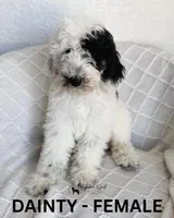 Dainty, a female Sheepadoodle for sale in Tehachapi, CA – 1 of 4