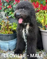 Leoville, a male Sheepadoodle for sale in Tehachapi, CA – 2 of 6