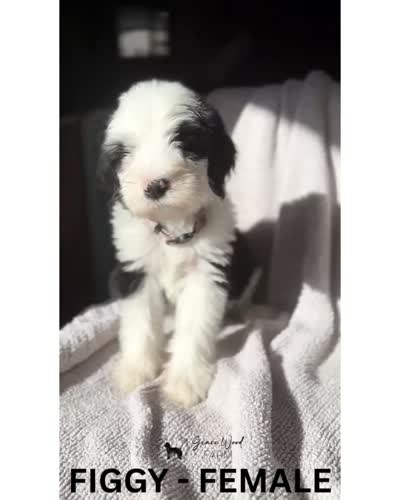 Figgy, a female Sheepadoodle for sale in Tehachapi, CA – 5 of 5