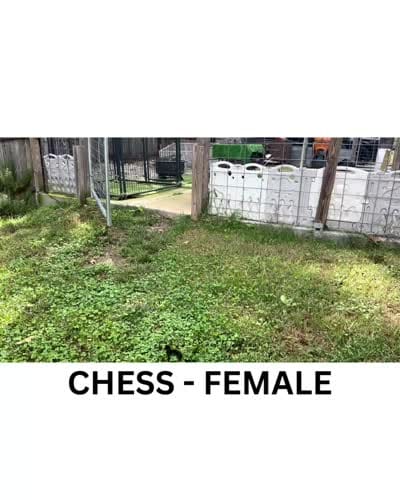 Chess, a female Sheepadoodle for sale in Tehachapi, CA – 3 of 4