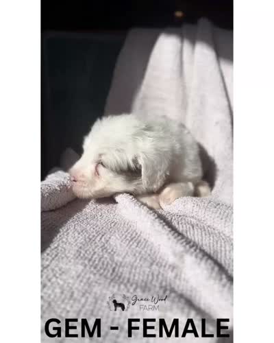 Gem, a female Sheepadoodle for sale in Tehachapi, CA – 5 of 7