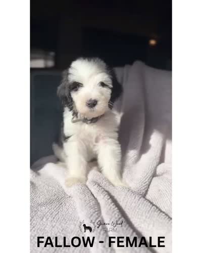 Fallow, a female Sheepadoodle for sale in Tehachapi, CA – 4 of 4