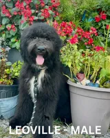 Leoville, a male Sheepadoodle for sale in Tehachapi, CA – 4 of 6