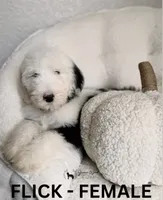 Flick, a female Sheepadoodle for sale in Tehachapi, CA – 2 of 3