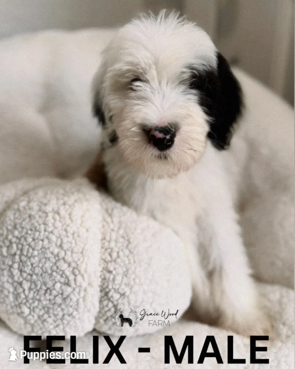 Felix, a male Sheepadoodle for sale in Tehachapi, CA – 1 of 4
