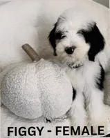 Figgy, a female Sheepadoodle for sale in Tehachapi, CA – 2 of 5