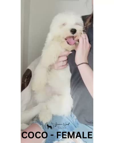 Coco, a female Sheepadoodle for sale in Tehachapi, CA – 5 of 5