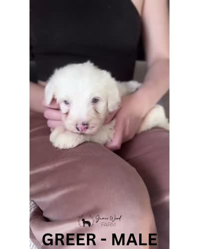 Greer, a male Sheepadoodle for sale in Tehachapi, CA – 5 of 7
