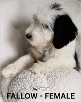 Fallow, a female Sheepadoodle for sale in Tehachapi, CA – 3 of 4