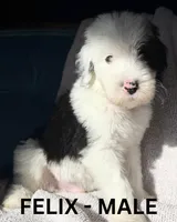 Felix, a male Sheepadoodle for sale in Tehachapi, CA – 2 of 4