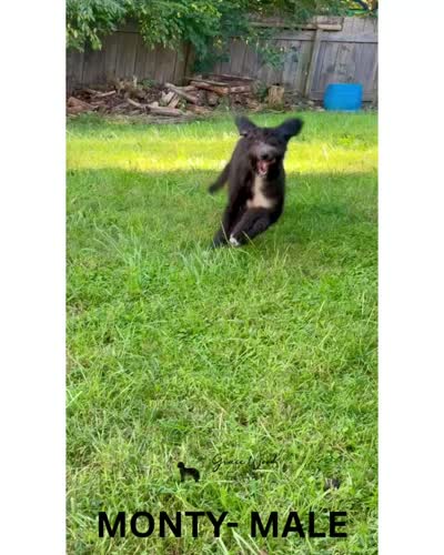 Monty, a male Sheepadoodle for sale in Tehachapi, CA – 9 of 10