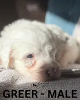 Greer, a male Sheepadoodle for sale in Tehachapi, CA – 2 of 7