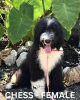 Chess, a female Sheepadoodle for sale in Tehachapi, CA – 1 of 4