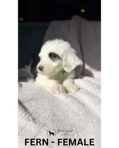 Fern, a female Sheepadoodle for sale in Tehachapi, CA – 4 of 4