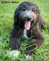 Monty, a male Sheepadoodle for sale in Tehachapi, CA – 7 of 10