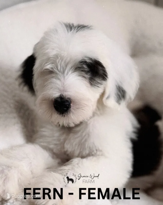 Fern, a female Sheepadoodle for sale in Tehachapi, CA – 1 of 4