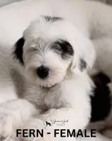 Fern, a female Sheepadoodle for sale in Tehachapi, CA – 1 of 4