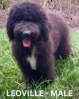 Leoville, a male Sheepadoodle for sale in Tehachapi, CA – 3 of 6