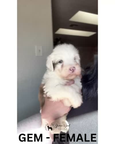 Gem, a female Sheepadoodle for sale in Tehachapi, CA – 6 of 7