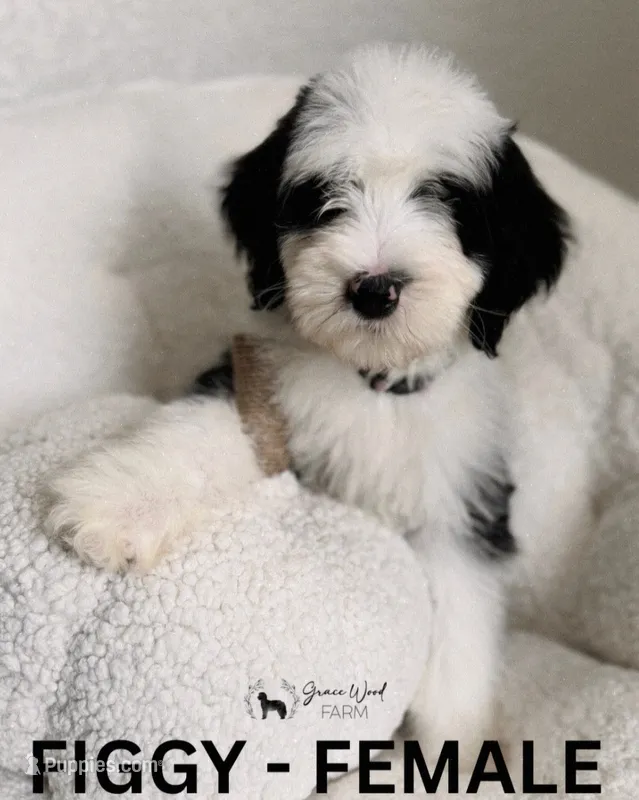 Figgy, a female Sheepadoodle for sale in Tehachapi, CA – 1 of 5