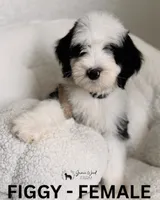Figgy, a female Sheepadoodle for sale in Tehachapi, CA – 1 of 5