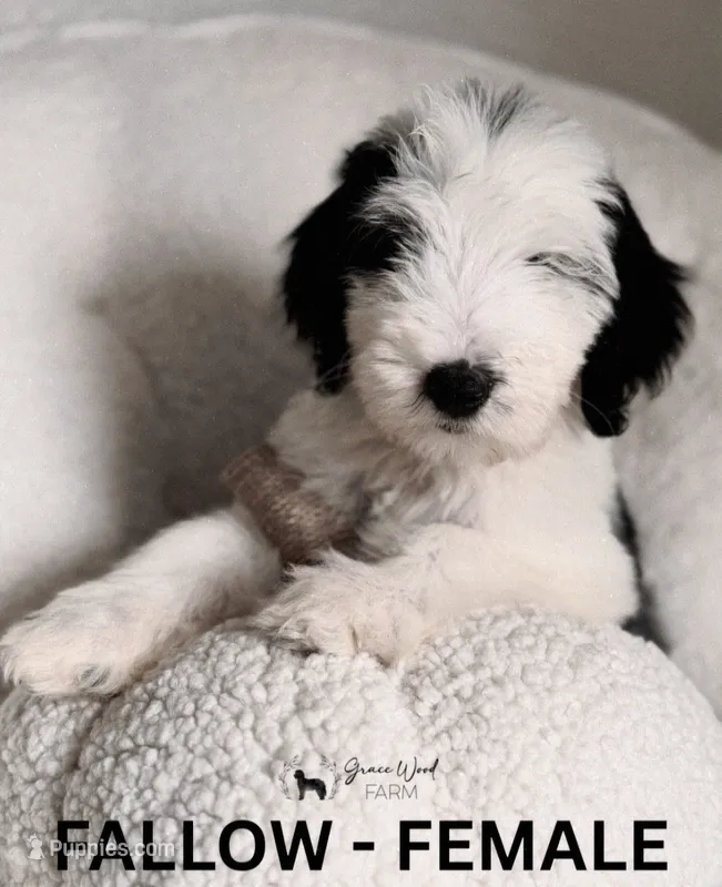 Fallow, a female Sheepadoodle for sale in Tehachapi, CA – 1 of 4