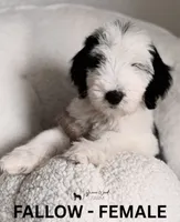 Fallow, a female Sheepadoodle for sale in Tehachapi, CA – 1 of 4