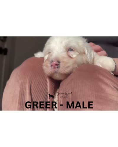 Greer, a male Sheepadoodle for sale in Tehachapi, CA – 6 of 7