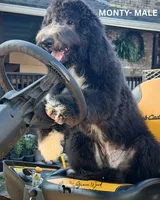 Monty, a male Sheepadoodle for sale in Tehachapi, CA – 4 of 10