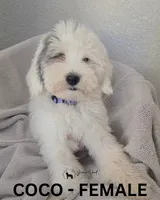 Coco, a female Sheepadoodle for sale in Tehachapi, CA – 4 of 5